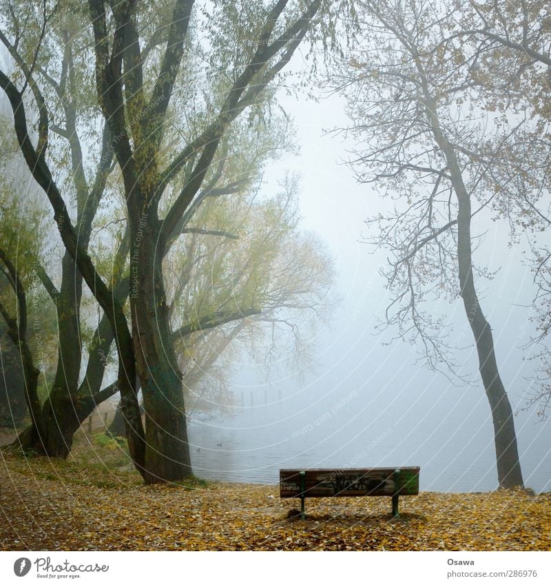 november Nature Plant Water Autumn Weather Fog Tree Park Coast Lakeside River bank Bay Moody Leaf Bench Park bench Tree trunk Branch Bleak Calm Foliage plant