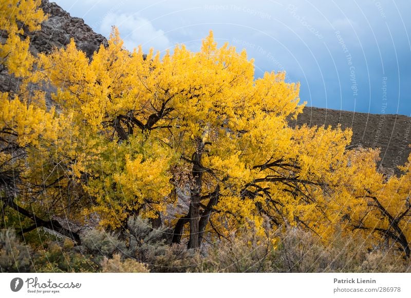 Tree on Fire Environment Nature Landscape Plant Elements Sky Storm clouds Autumn Forest Senior citizen Esthetic Discover Mysterious Idyll Inspiration Creativity