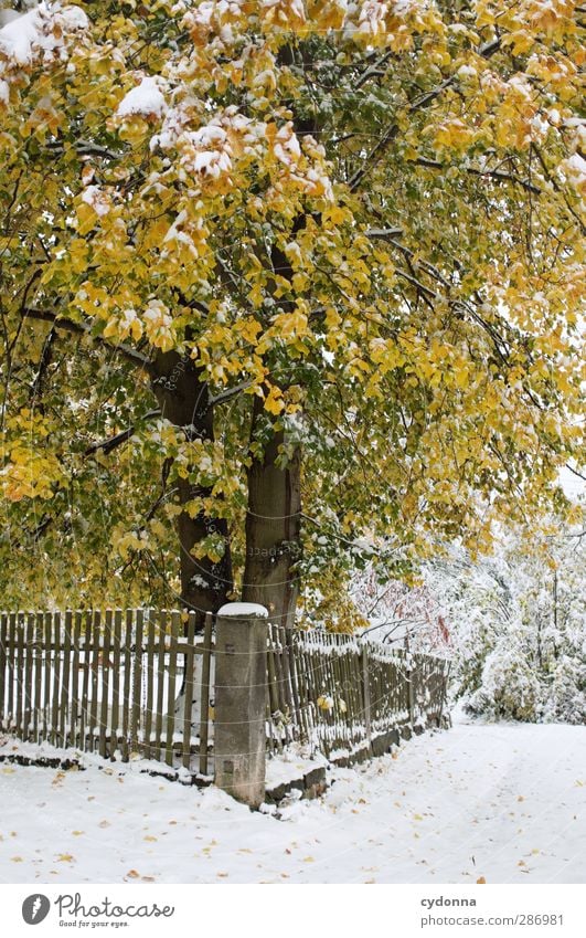 onset of winter Environment Nature Autumn Winter Climate Climate change Ice Frost Snow Tree Garden Esthetic Loneliness Uniqueness Idyll Cold Life Calm Beautiful