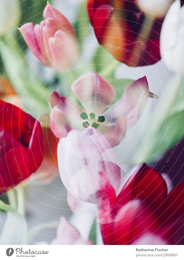 Spring Tulips pink red Art Nature Plant Summer Autumn Winter Flower Leaf Blossom Bouquet Blossoming Illuminate Beautiful Green Pink Red Turquoise White