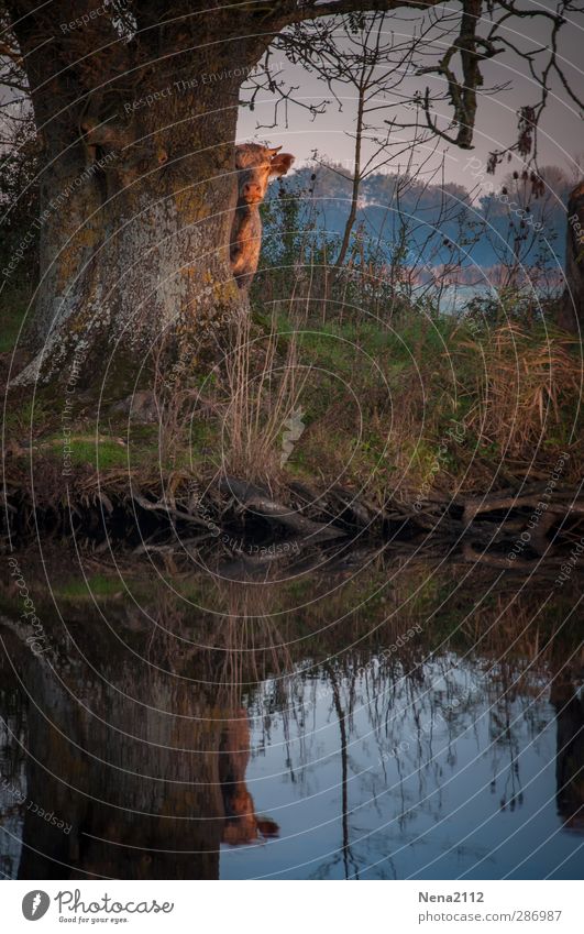 Play hide and seek? Nature Landscape Water Beautiful weather Tree Grass River bank Brook Animal Farm animal Cow 1 Observe Playing Wait Hide Mirror image