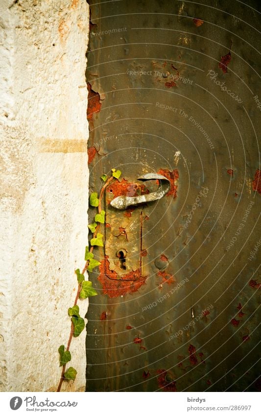 Hidden secrets Ivy Door Doorknob Door lock Old Growth Historic Original Romance Mysterious Past Change Time Rust Colour photo Exterior shot Deserted