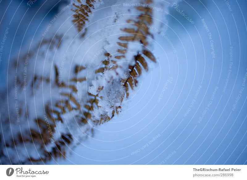 Snow covered Environment Nature Plant Wild plant Small Natural Blue Brown White Fern Bluish Exterior shot Blue tint Detail Macro (Extreme close-up) Colour photo