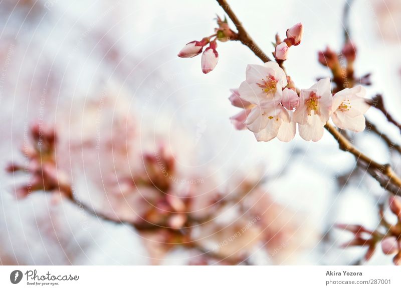 primavera Nature Plant Sky Spring Tree Blossom Cherry blossom Cherry tree Faded Growth Esthetic Blue Brown Yellow Pink Spring fever Love Romance Beginning