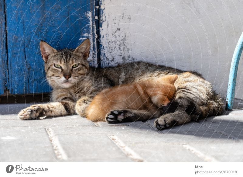 Table set you up Essaouira Wall (barrier) Wall (building) Animal Cat 2 Lie Drinking Together Feminine Contentment Passion Love Patient Calm Attachment