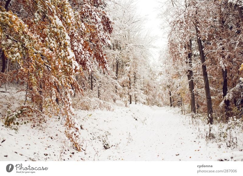 Warm thoughts Environment Nature Landscape Autumn Winter Climate Climate change Ice Frost Snow Tree Forest Esthetic Loneliness Uniqueness Experience Idyll Cold