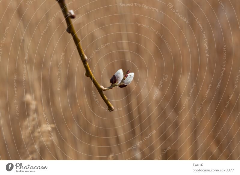 spring cuddles Spring Nature Plant Grass Blossom Catkin Twig Wood Blossoming Cuddly Brown White Spring fever Environmental protection spring bloomers Cuddling