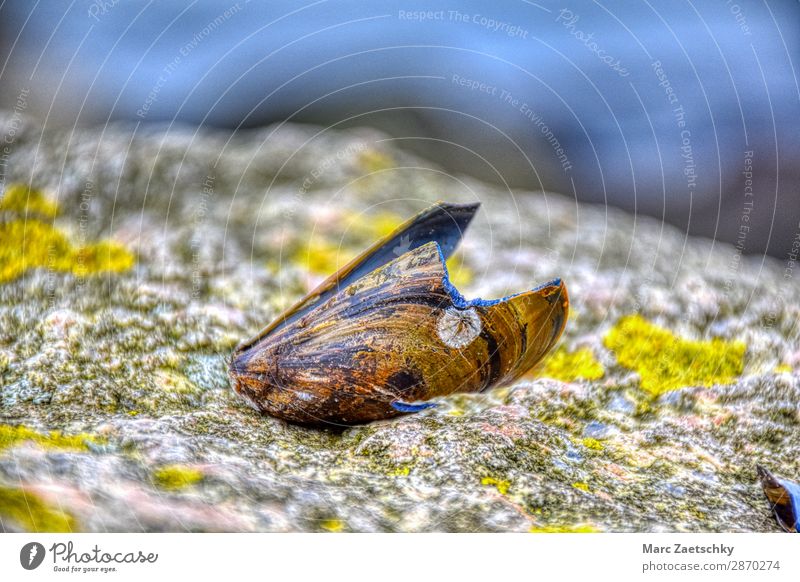 Mussel shell rock baltic sea brown blue yellow grey Beach Nature Animal Authentic Firm Fresh Broken Maritime Natural Original Beautiful Blue Brown Yellow Gray