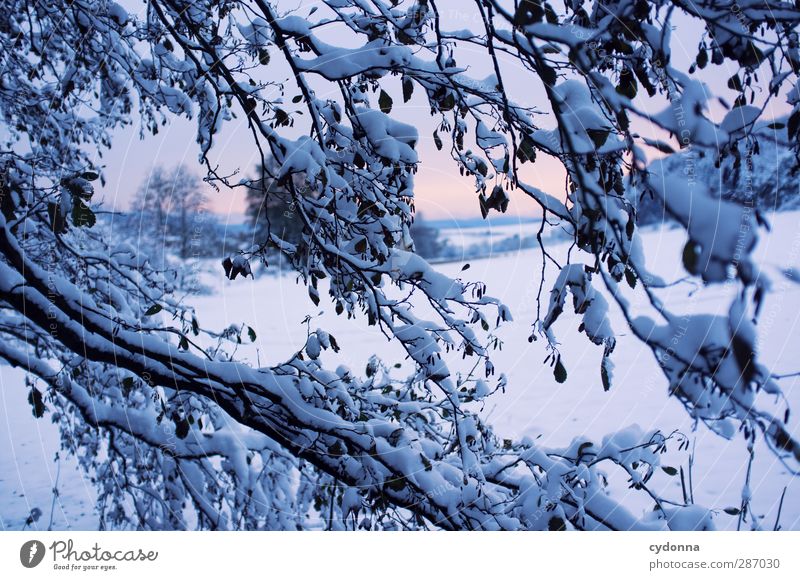 cold snap Environment Nature Landscape Sunrise Sunset Winter Climate Climate change Ice Frost Snow Tree Meadow Esthetic Loneliness Uniqueness Horizon Idyll Cold