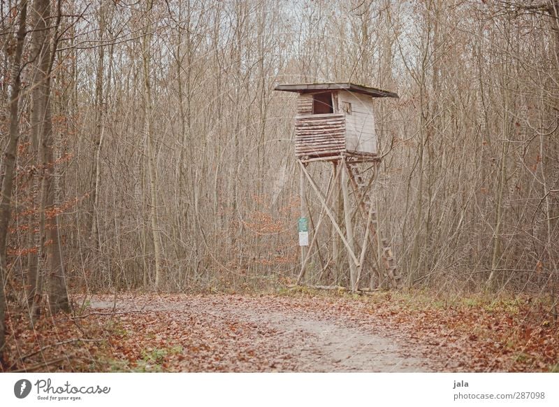 raised hide Environment Nature Plant Autumn Tree Forest Natural Gloomy Brown Hunting Blind Deciduous forest Leaf Branchage Colour photo Exterior shot Deserted