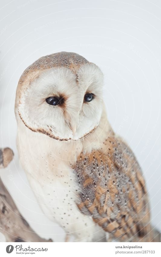 upper owl Nature Animal Wild animal Dead animal Bird Animal face Wing Feather Owl birds 1 Observe Soft Brown White Education Transience Stuffed animal Wisdom