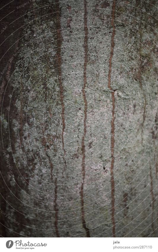 bark Environment Nature Plant Tree Natural Brown Tree trunk Tree bark Copper beech Colour photo Exterior shot Deserted Copy Space left Copy Space right