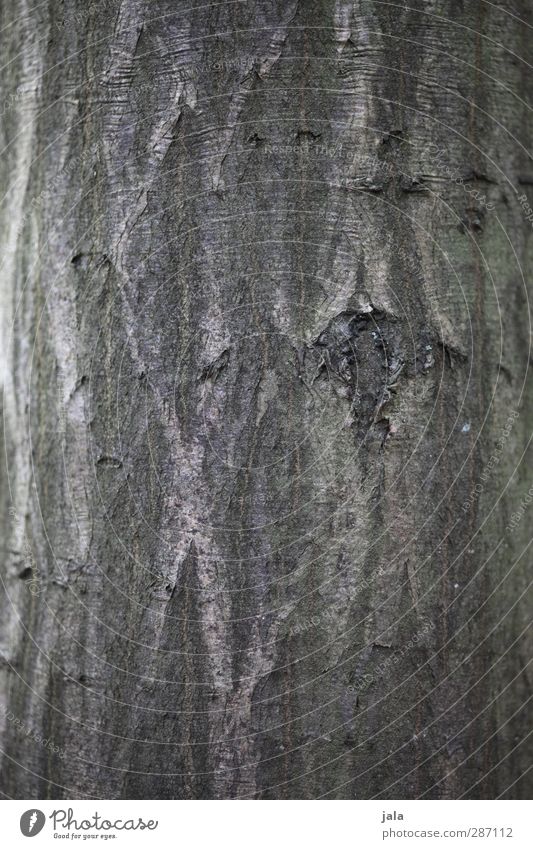 bark Environment Nature Plant Tree Natural Brown Tree bark Tree trunk Wood Grove birch Colour photo Exterior shot Deserted Copy Space left Copy Space right