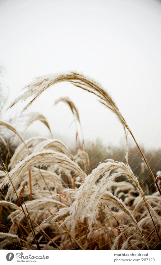 father frost Environment Nature Landscape Plant Sky Clouds Horizon Winter Climate Bad weather Ice Frost Flower Grass Bushes Dark Cold Beautiful Gloomy