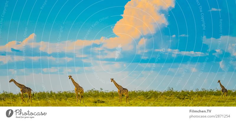 Giraffes in Etosha Animal Wild animal 4 Esthetic Adventure Africa Etosha pan Namibia travel Colour photo Exterior shot Deserted Copy Space left Copy Space right