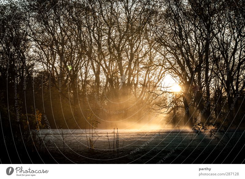 Light my Snow Winter Nature Autumn Fog Ice Frost Tree Grass Brown Yellow Gold Black Colour photo Subdued colour Exterior shot Morning Dawn Shadow Contrast