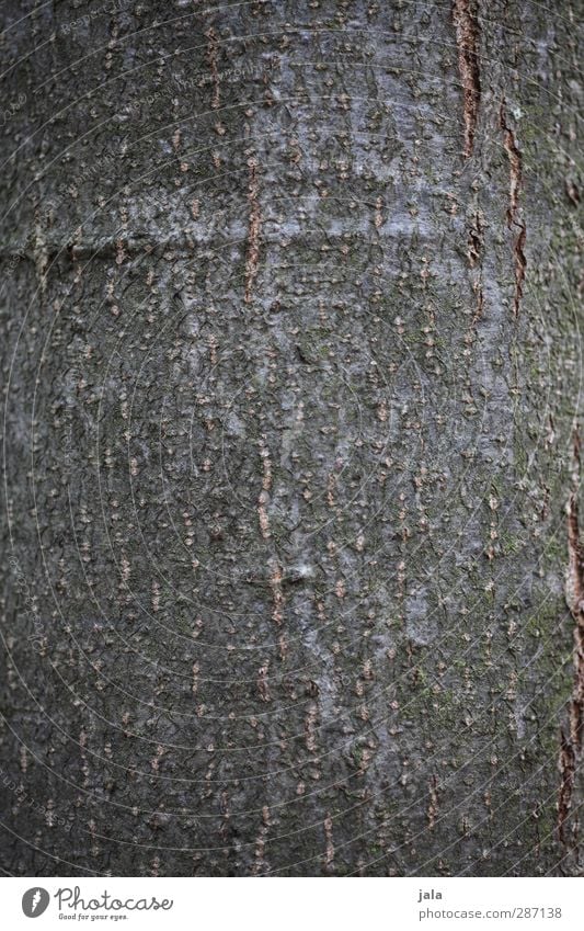 bark Environment Nature Plant Tree Natural Brown Tree trunk Tree bark Colour photo Exterior shot Deserted Copy Space left Copy Space right Copy Space top