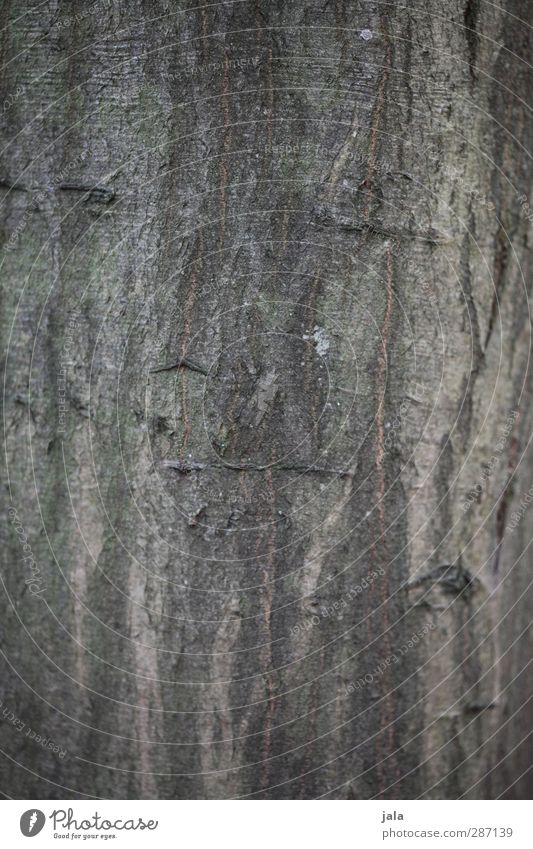 bark Environment Nature Plant Tree Natural Brown Grove birch Tree trunk Tree bark Colour photo Exterior shot Deserted Copy Space left Copy Space right