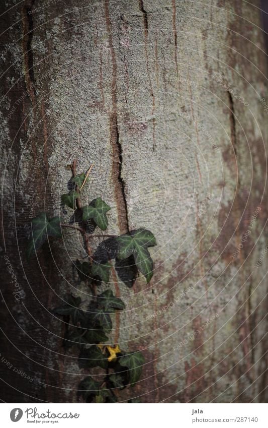 ivy Environment Nature Plant Tree Ivy Natural Brown Green Copper beech Tree trunk Tree bark Colour photo Exterior shot Deserted Copy Space right Copy Space top