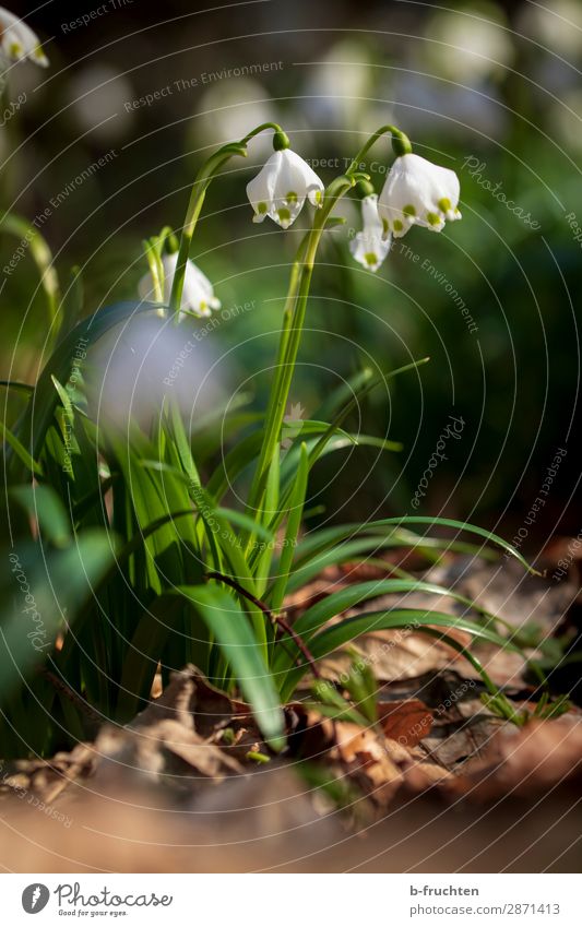 finally spring Spring Beautiful weather Flower Blossom Garden Park Forest Happy Spring flower Spring snowflake knotweed Macro (Extreme close-up) Woodground