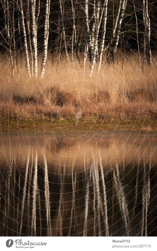 birch mirror Environment Nature Landscape Plant Water Autumn Winter Beautiful weather Tree Grass Bushes Meadow Forest Lakeside River bank Bog Marsh Pond Brook