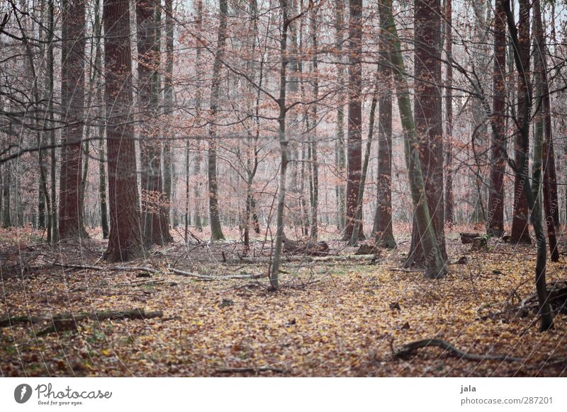 In between Environment Nature Landscape Plant Autumn Tree Bushes Forest Natural Brown Leaf Branchage Colour photo Exterior shot Deserted Day