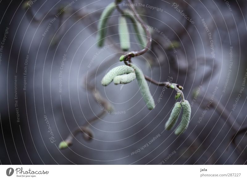 birch Environment Nature Plant Tree Foliage plant Wild plant Natural Blue Gray Green Birch tree Seed Colour photo Exterior shot Close-up Deserted Twilight