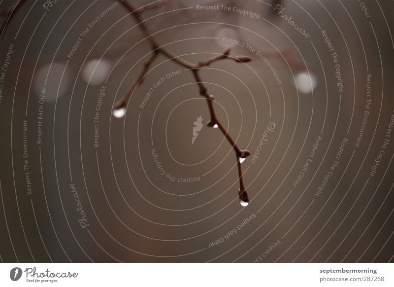 November impression III Nature Drops of water Autumn Bad weather Dark Wet Brown Subdued colour Exterior shot Close-up Deserted Twilight Shallow depth of field