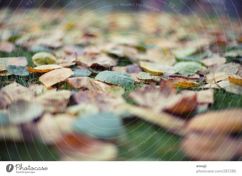 leafs leaves Environment Nature Leaf Garden Park Meadow Natural Green Colour photo Multicoloured Exterior shot Close-up Detail Macro (Extreme close-up) Deserted