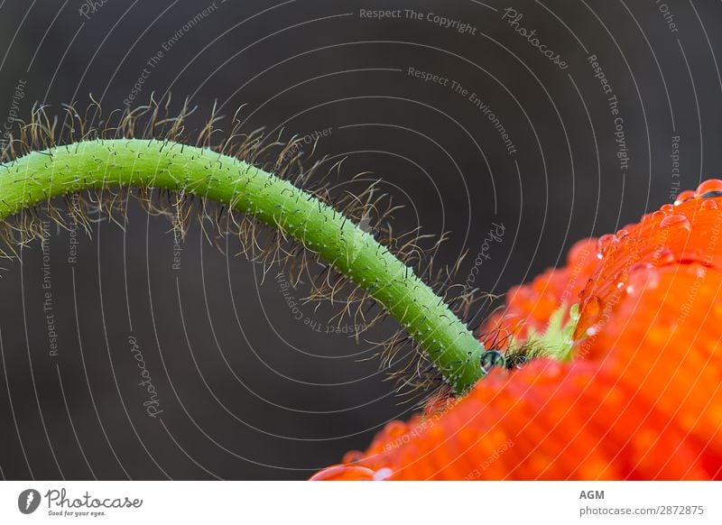 Close-up of the transition from the stem to the flower of the poppy Summer Nature Plant Rain Blossom Wild plant Jump Esthetic Elegant Fresh Beautiful Thorny