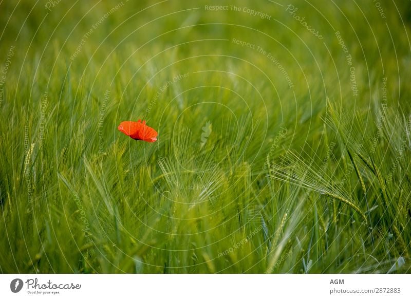 single red poppy in the middle of a juicy green wheat field Summer Environment Nature Plant Beautiful weather Agricultural crop Wild plant Field Growth Natural