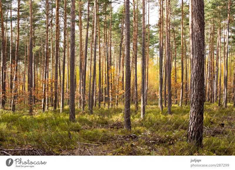 Bright autumn forest Nature Plant Sky Sunlight Autumn Beautiful weather Tree Moss Leaf Forest Warmth Gold Green Moody Warm-heartedness Caution Idyll Transience