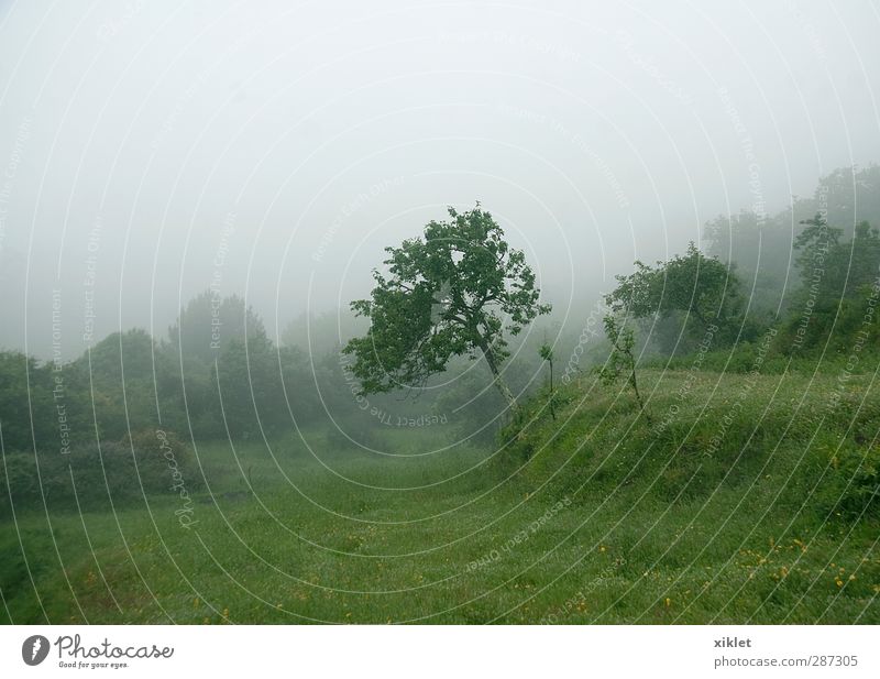 fog Landscape Bad weather Fog Rain Tree Bushes Agricultural crop Field Sadness Cry Wild Green Serene Patient Calm Distress Nerviness Beautiful Colour photo