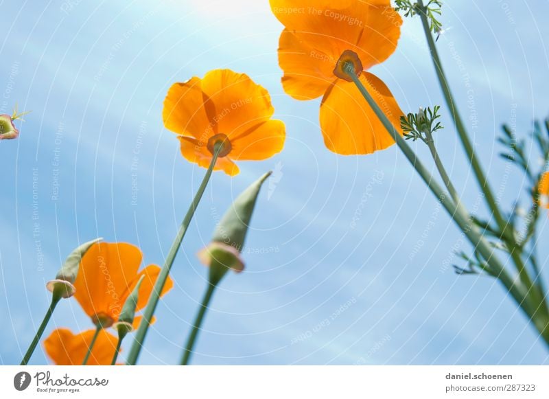 ...and some more flowers for photocase Nature Plant Summer Beautiful weather Blossom Meadow Blue Orange Poppy Iceland poppy Colour photo Multicoloured