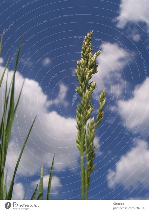 in the ear Grass Ear of corn Clouds Meadow Spring Plant Blade of grass Sky Nature