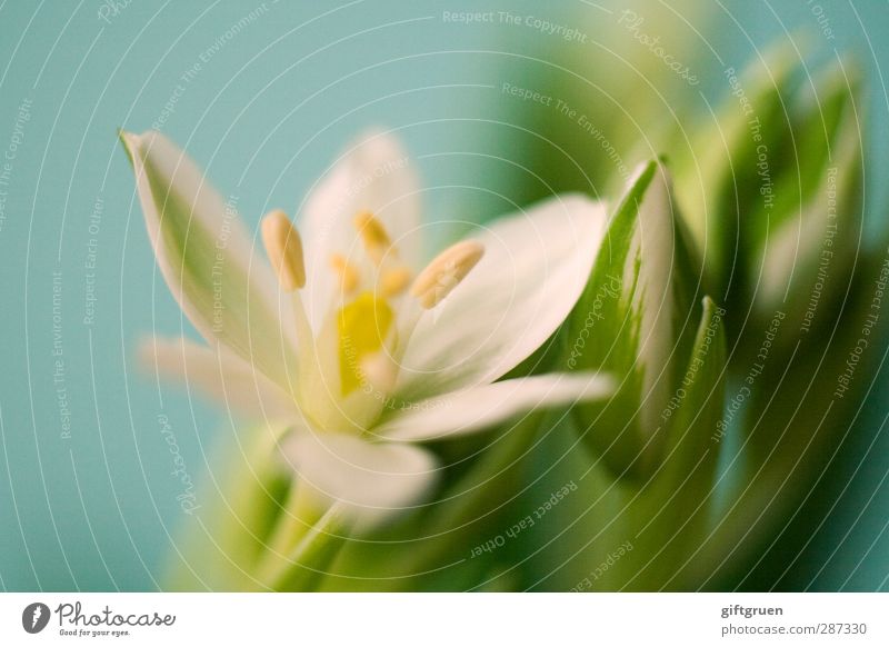 Happy birthday, Photocase! Plant Flower Leaf Blossom Blossoming Spring Spring flower Pistil Part of the plant Botany Biology Nature Environment Bud