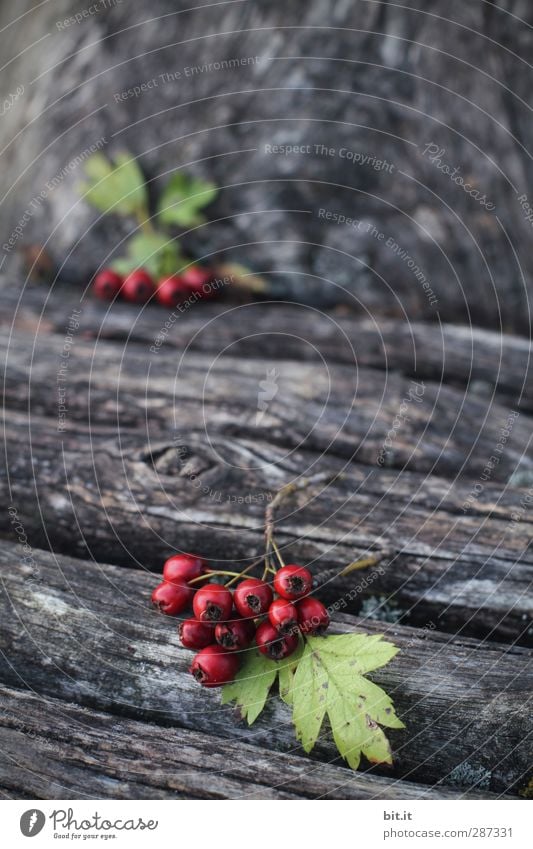 HAPPY BIRTHDAY - you are in the foreground today Nature Autumn Plant Tree Leaf Garden Lie Round Juicy Green Red Wood Wooden board Wooden wall Tree trunk Berries