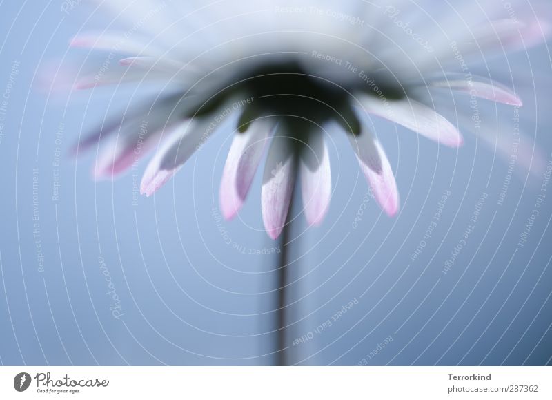 Happy. Birthday. Photocase. Daisy Flower Worm's-eye view Shallow depth of field Blur Deep depth of field White Blue Blossom Leaf Blossom leave Stalk Spring