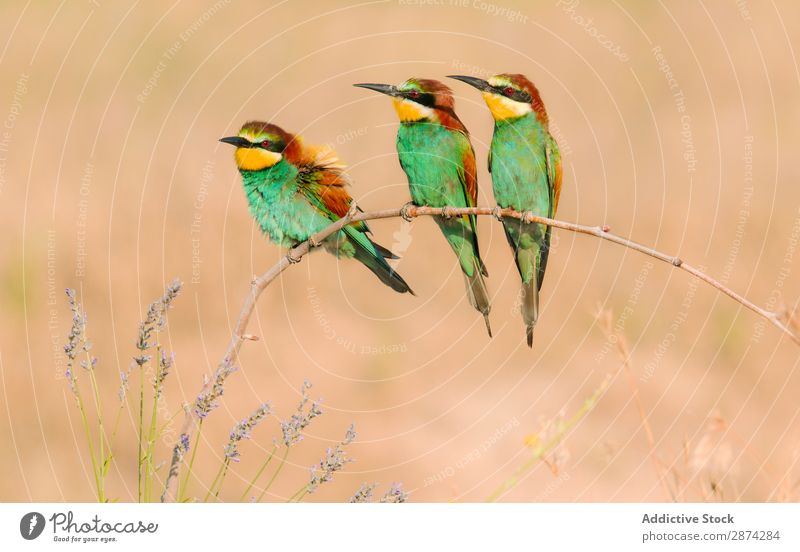 Wonderful bright birds on twig near plants Bird bee eater Twig Plant Bright Multicoloured Field Grass Branch Meadow wildlife Beak Animal Wild Nature fauna