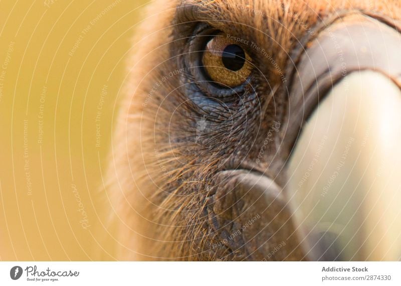 Eye and beak of vulture Eagle Beak Eyes Anger Macro (Extreme close-up) Bird Nature Wild Animal wildlife Feather Hawk Looking Wing predator Speed Head raptor