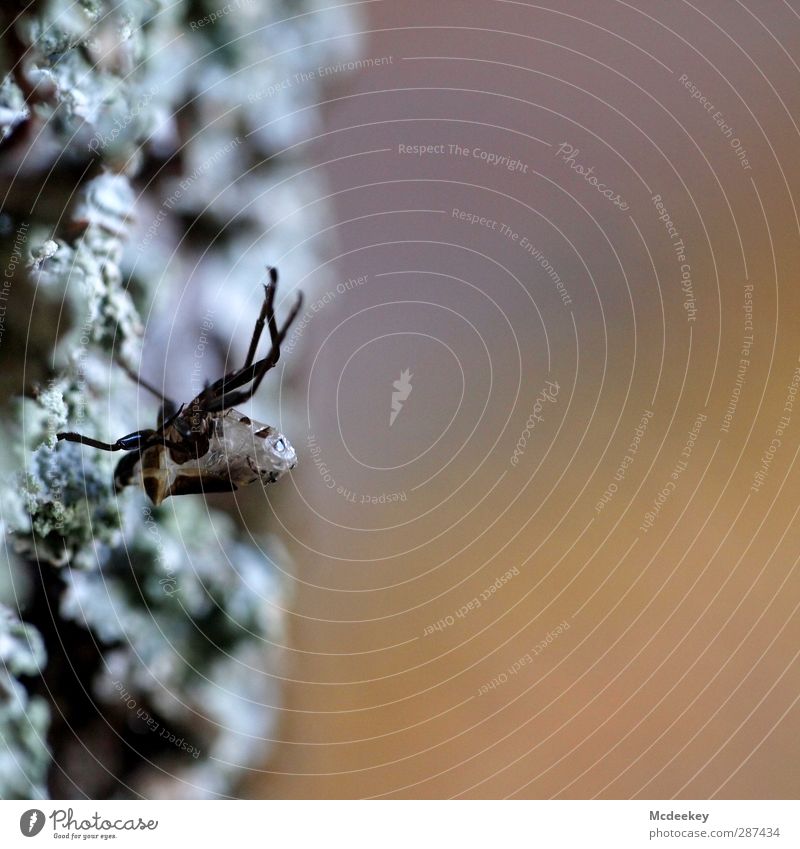 upside down Nature Plant Autumn Tree Park Animal Wild animal Dead animal Spider 1 Exceptional Thin Small Strong Blue Gray Orange Pink Black White Fragile Hide