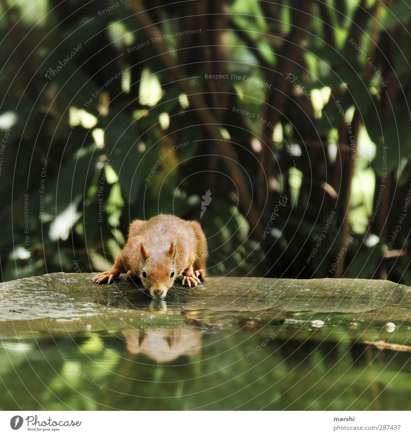 thirsty croissant Nature Plant Animal Wild animal 1 Brown Green Squirrel Water Thirsty Reflection Tree Pelt Small Beautiful Park Colour photo Exterior shot