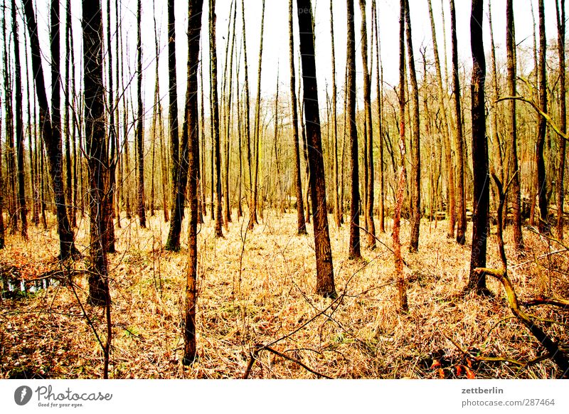 Forest again Environment Nature Landscape Autumn Climate Climate change Weather Beautiful weather Plant Tree Good Deciduous forest Mixed forest Autumn leaves