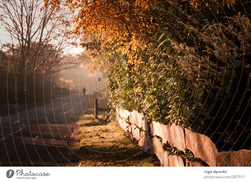 autumn walk Environment Nature Landscape Air Autumn Plant Tree Garden Meadow Walking Lanes & trails Morning Morning fog Seasons Fence Garden fence Street