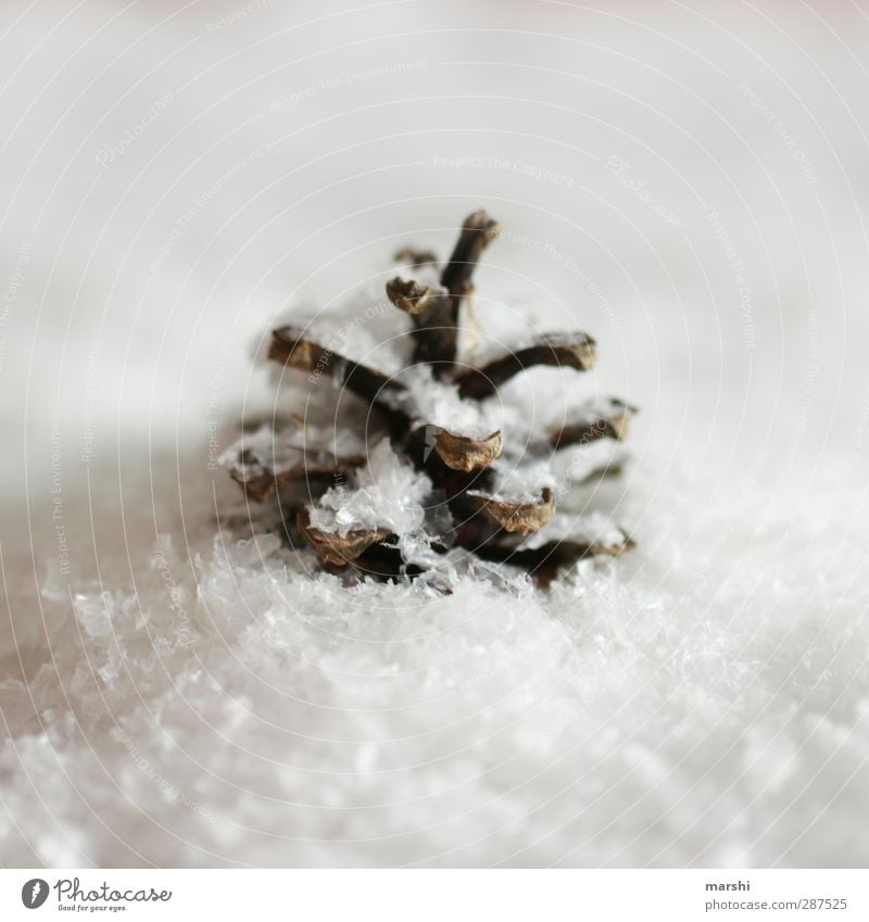 onset of winter Sign Brown White Christmas & Advent Snowfall Cone Decoration Winter Colour photo Exterior shot Close-up Detail Snow layer Pine cone 1 Deserted