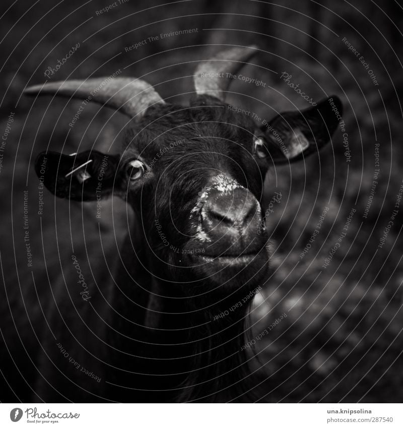 dark side Nature Animal Farm animal Animal face Pelt Goats Antlers 1 Observe Dark Brash Natural Rebellious Wild Black & white photo Exterior shot Deserted