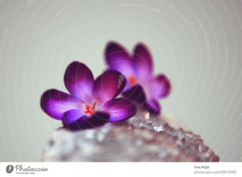 crocuses Spring Plant Flower Blossom Crocus Nature Optimism Growth Change Colour photo Multicoloured Interior shot Studio shot Close-up Detail Deserted