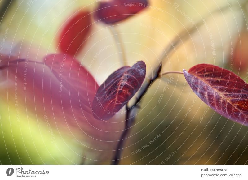 autumn colours Nature Plant Autumn Beautiful weather Tree Leaf Agricultural crop Branch Twig Beech tree Park Forest To fall Glittering Hang Illuminate To dry up