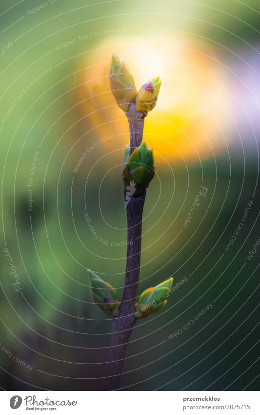 Twig with spring green buds Summer Environment Nature Plant Tree Leaf Forest Growth Fresh Bright Natural Green Colour background Beauty Photography begining