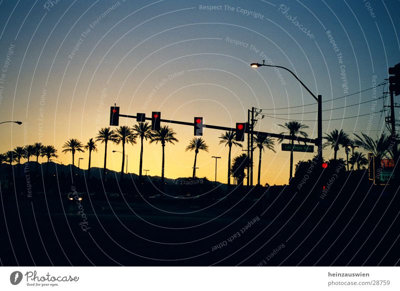 Las Vegas Boulevard Traffic light Sunset Street Sky Cloudless sky Beautiful weather Clear sky Silhouette Palm tree Avenue Row of trees Neutral Background